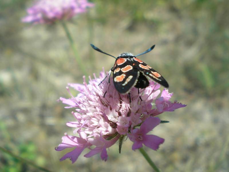 Zygaenidae dell''Umbria da identificare